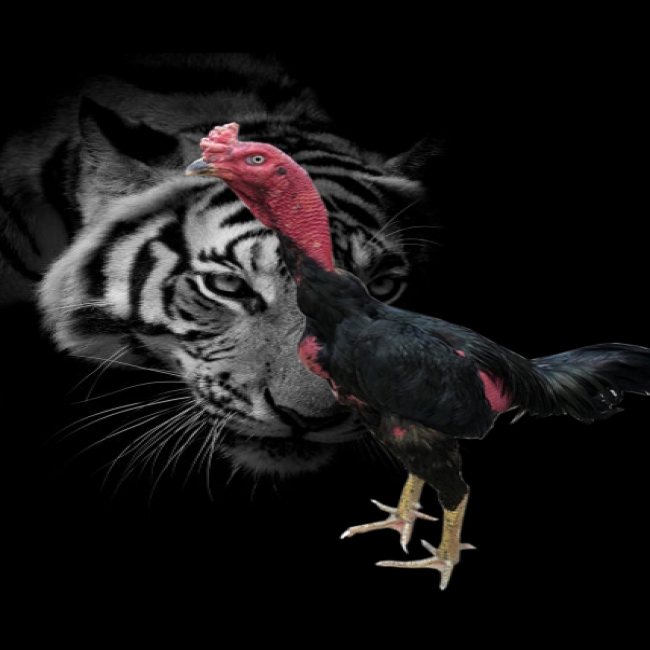 GÀ ĐÒN 2