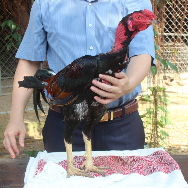 TÍA MỒNG TRÍCH