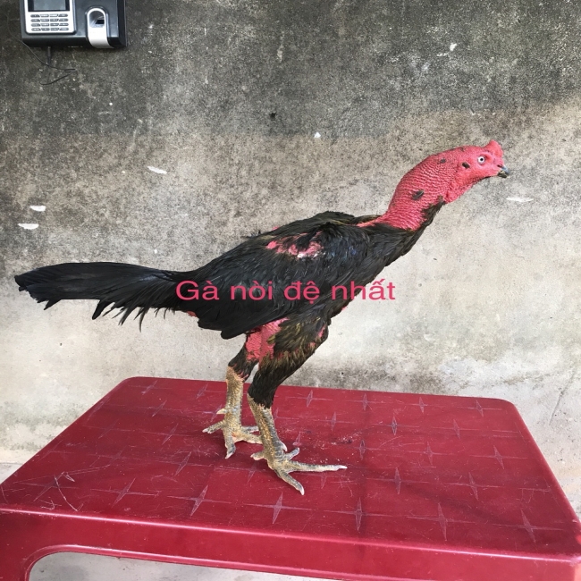GÀ ĐÒN 5