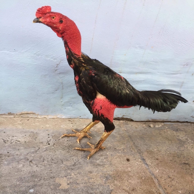 GÀ ĐÒN 4