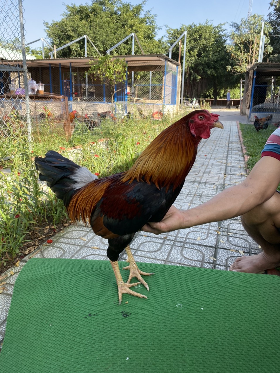 ĐẤU TRƯỜNG THOMO 10