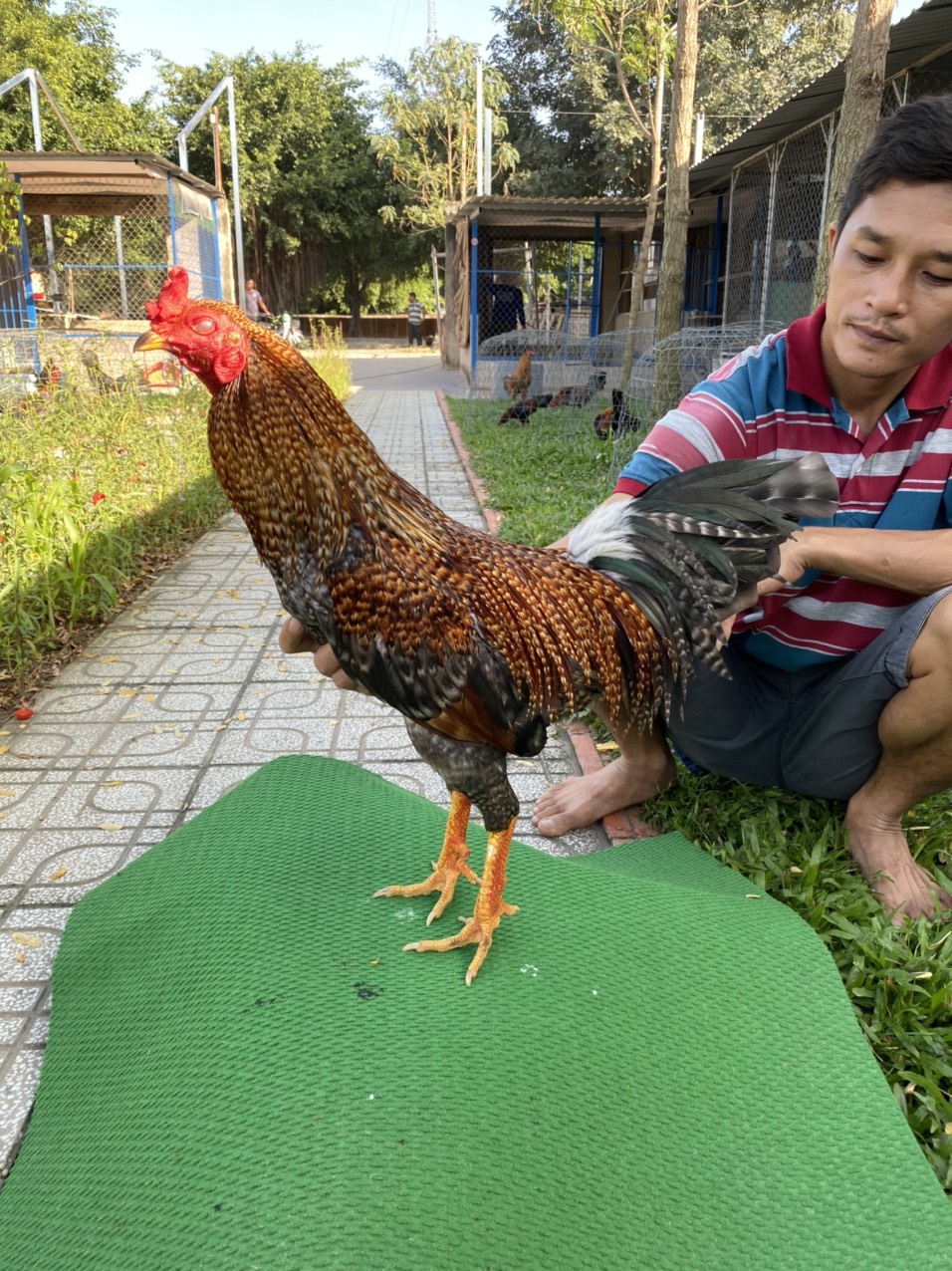ĐẤU TRƯỜNG THOMO 11