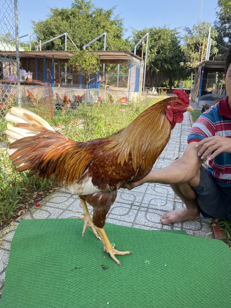 ĐẤU TRƯỜNG THOMO 12