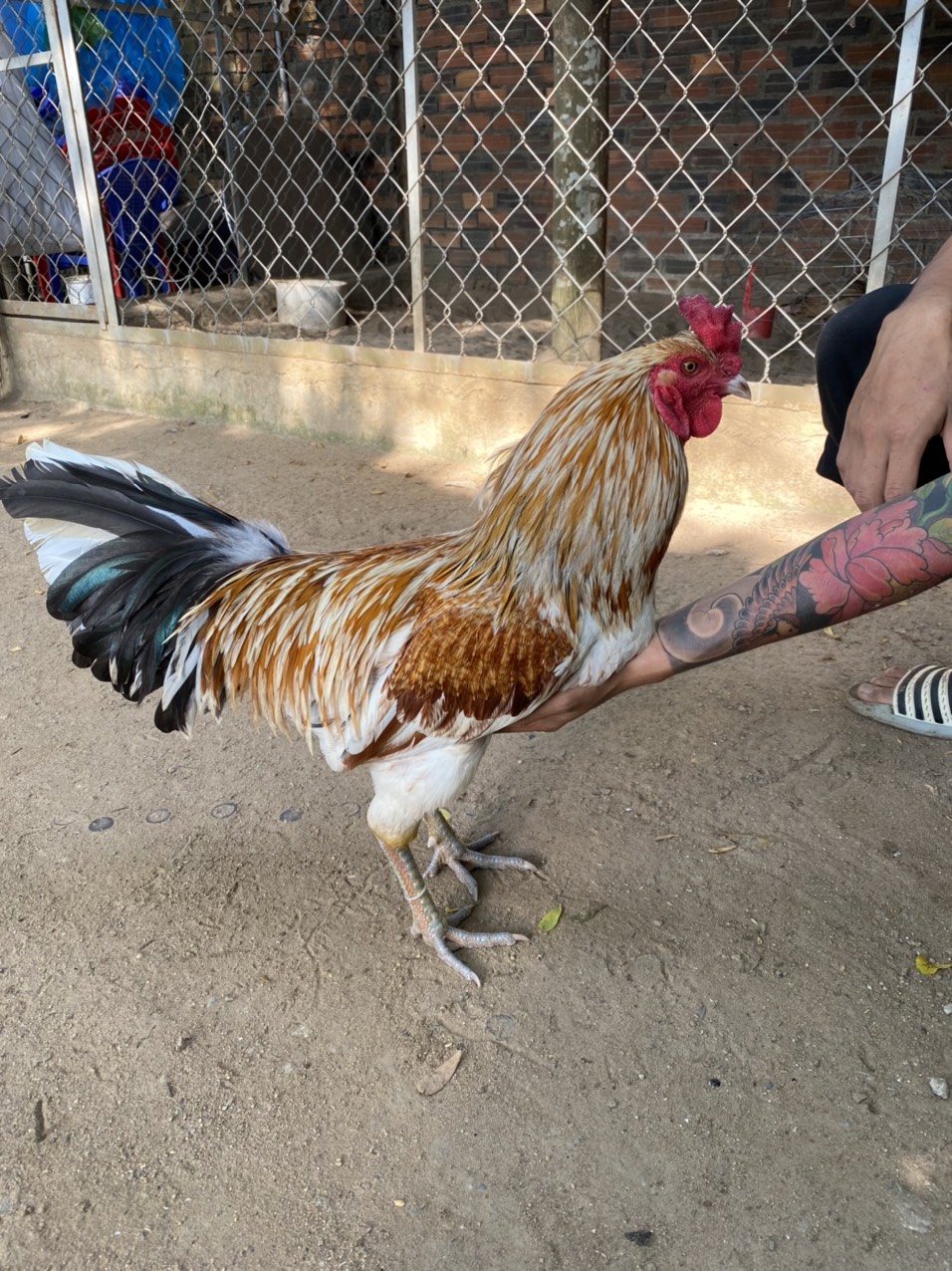 GÀ LÔNG 23