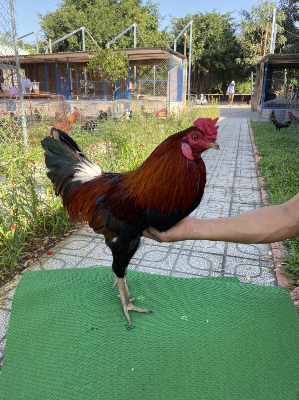 ĐẤU TRƯỜNG THOMO 13