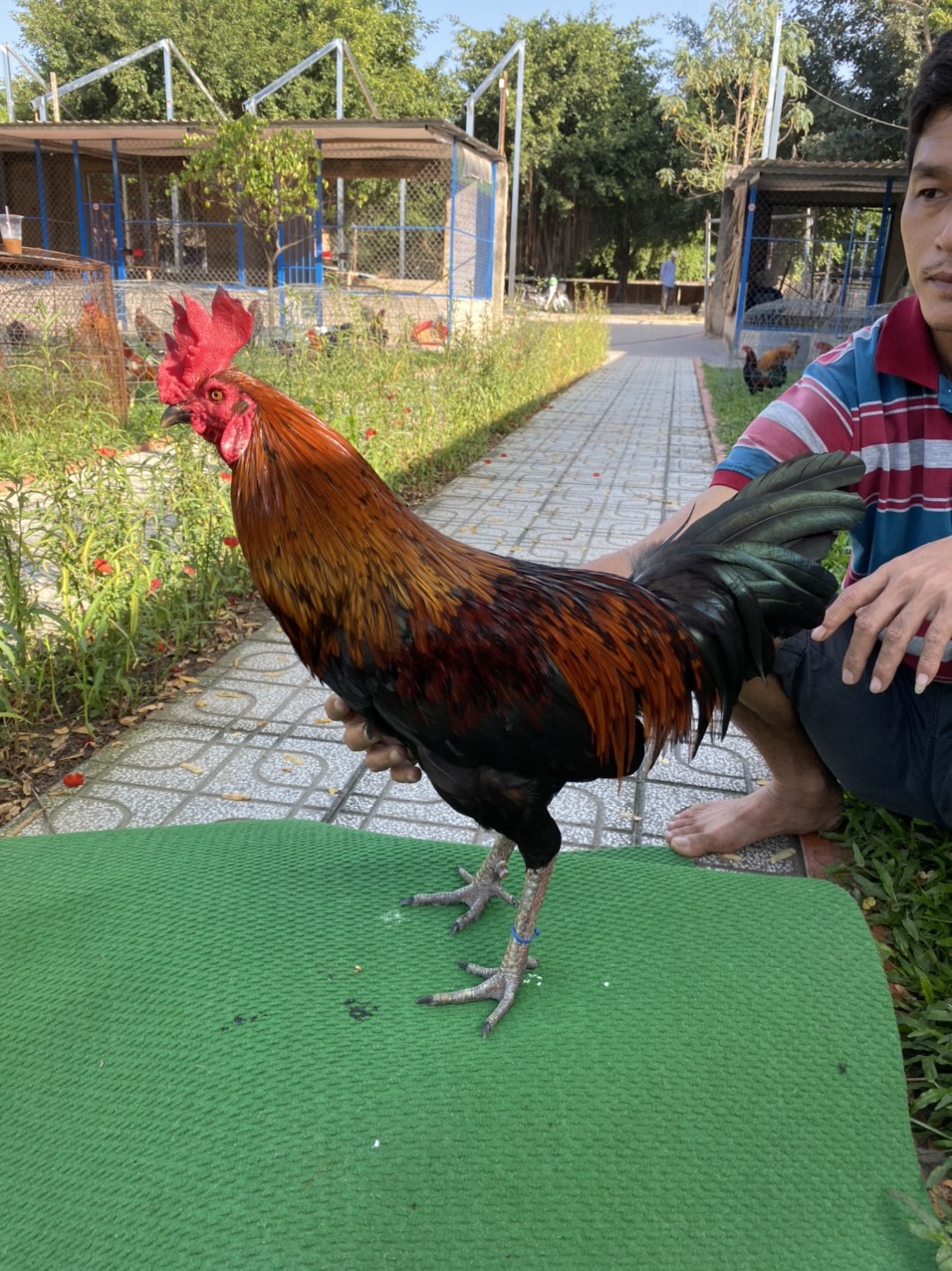 ĐẤU TRƯỜNG THOMO 14