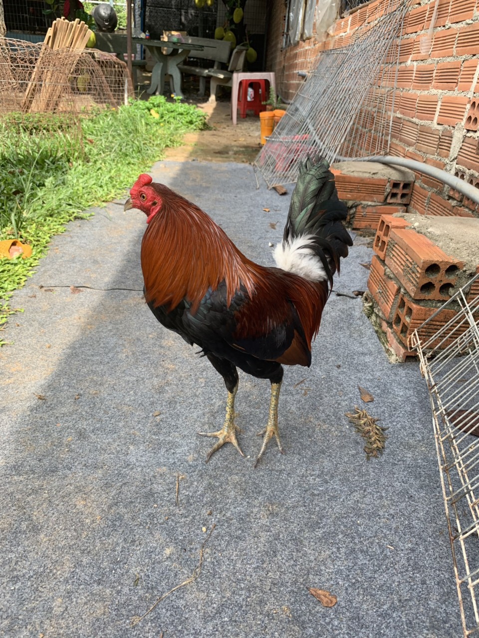 Tre Xanh Điều