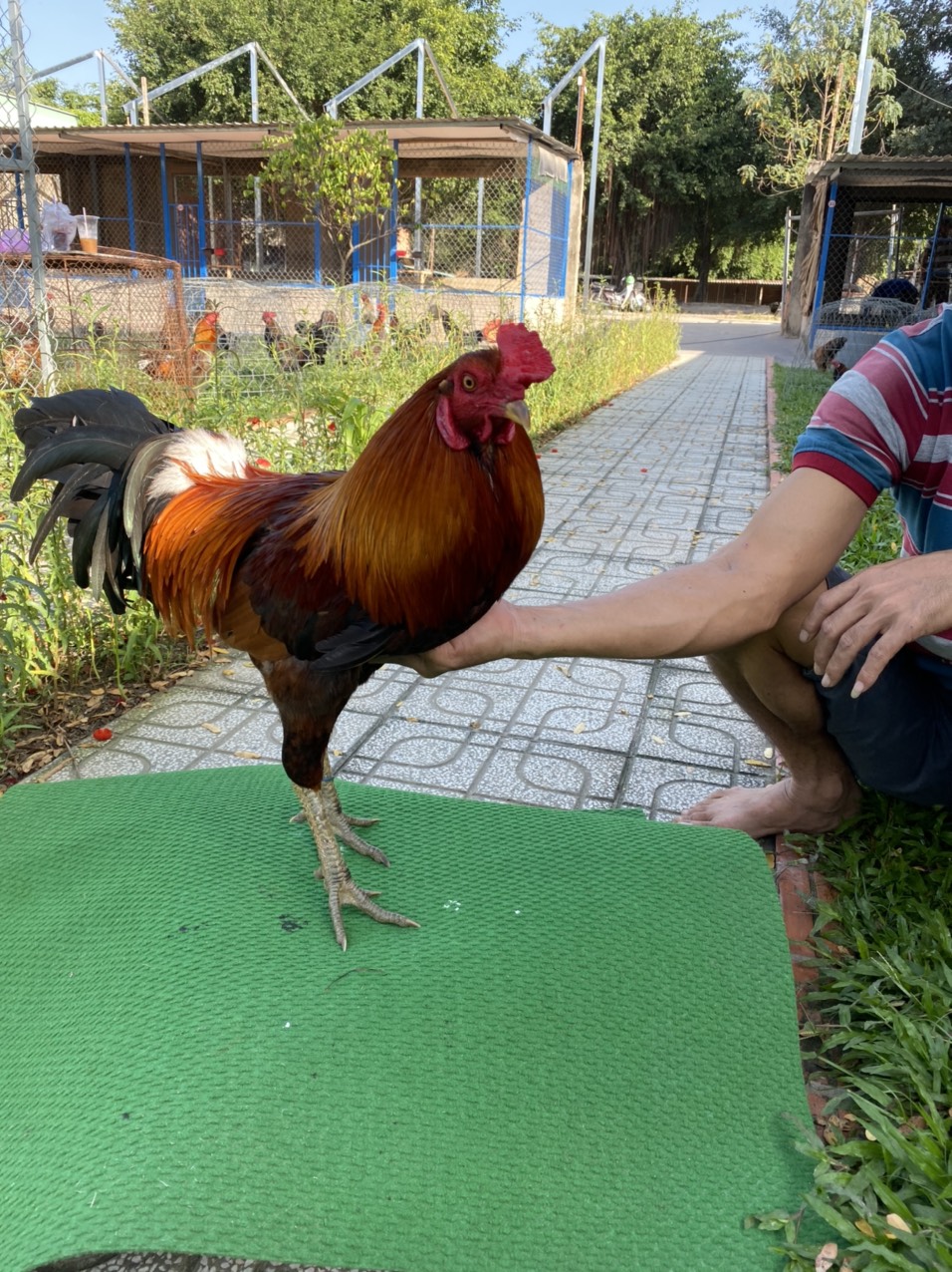 ĐẤU TRƯỜNG THOMO 15