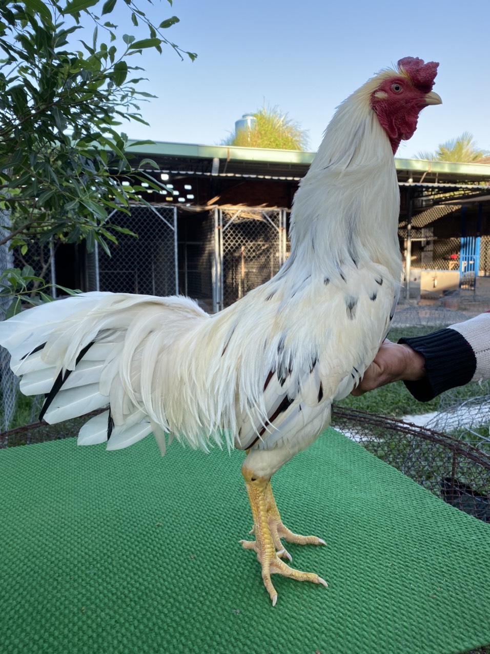 BƯỚM MÀU NGÃ