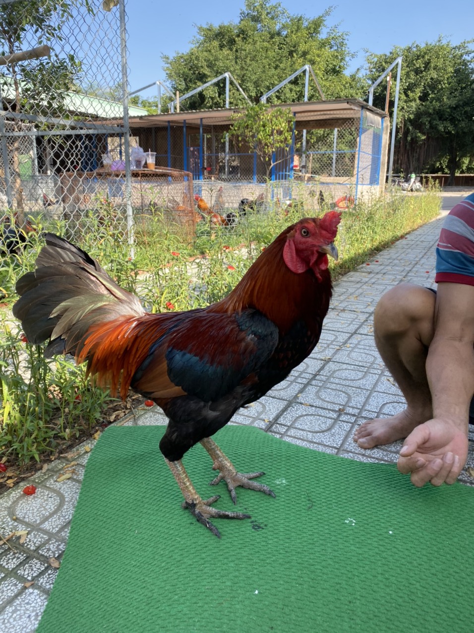 ĐẤU TRƯỜNG THOMO 16