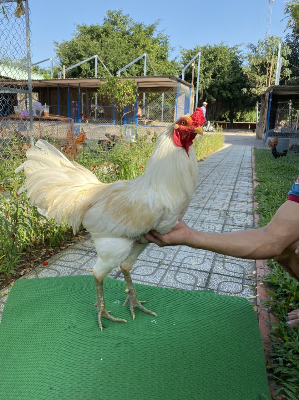 ĐẤU TRƯỜNG THOMO 17