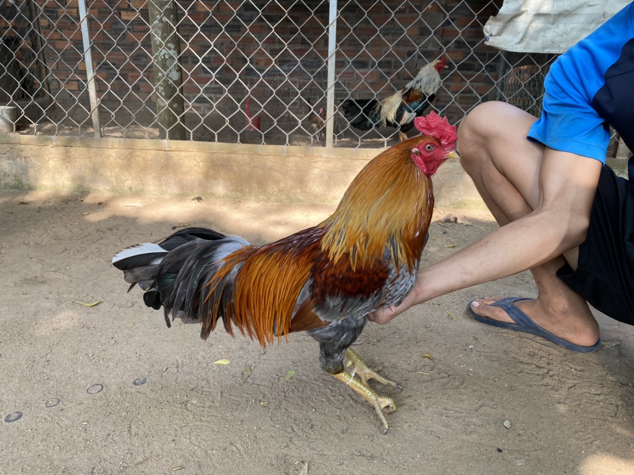 GÀ LÔNG 13