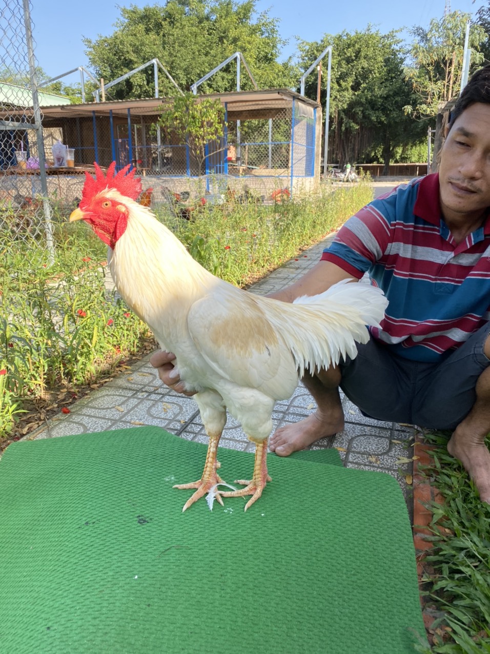 ĐẤU TRƯỜNG THOMO 18