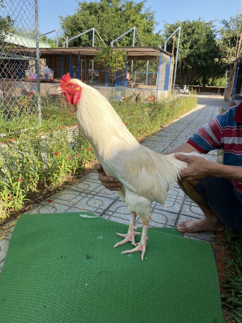 ĐẤU TRƯỜNG THOMO 19