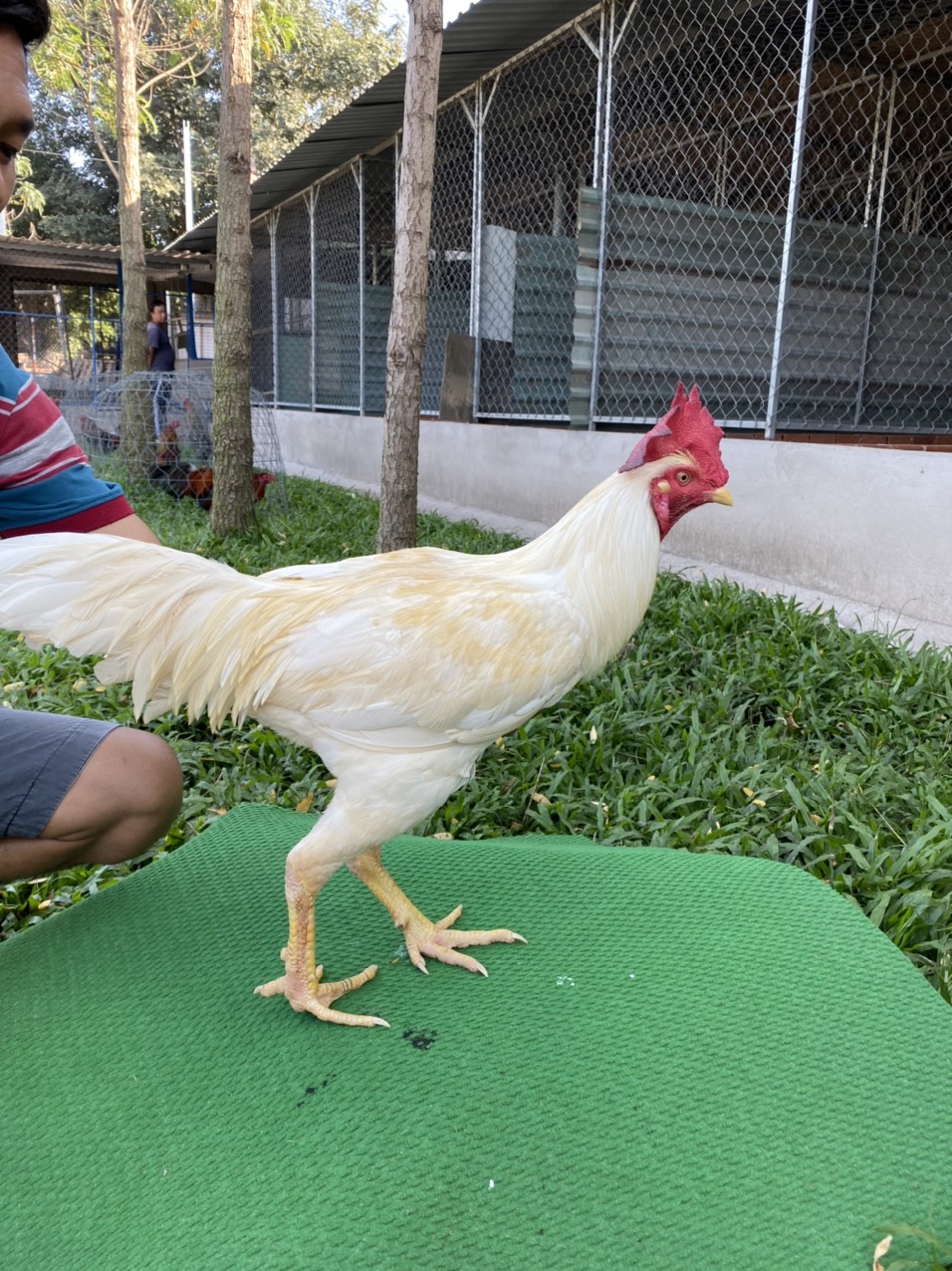 ĐẤU TRƯỜNG THOMO 1