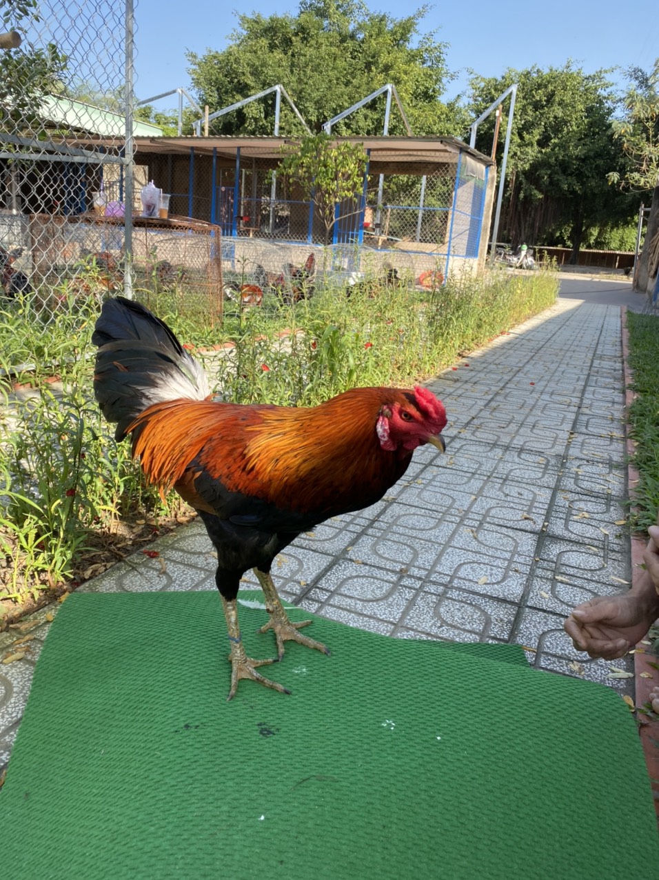 ĐẤU TRƯỜNG THOMO 20