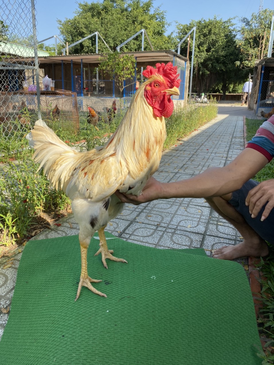 ĐẤU TRƯỜNG THOMO 21