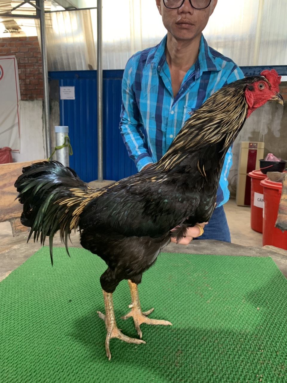 CHUỐI ĐEN HÀNG ĐẤU GIẢI