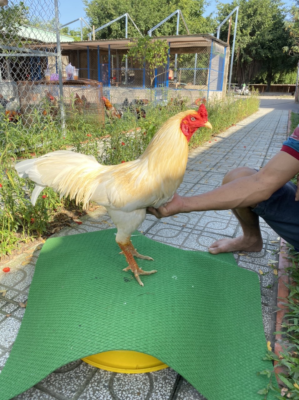 ĐẤU TRƯỜNG THOMO 24