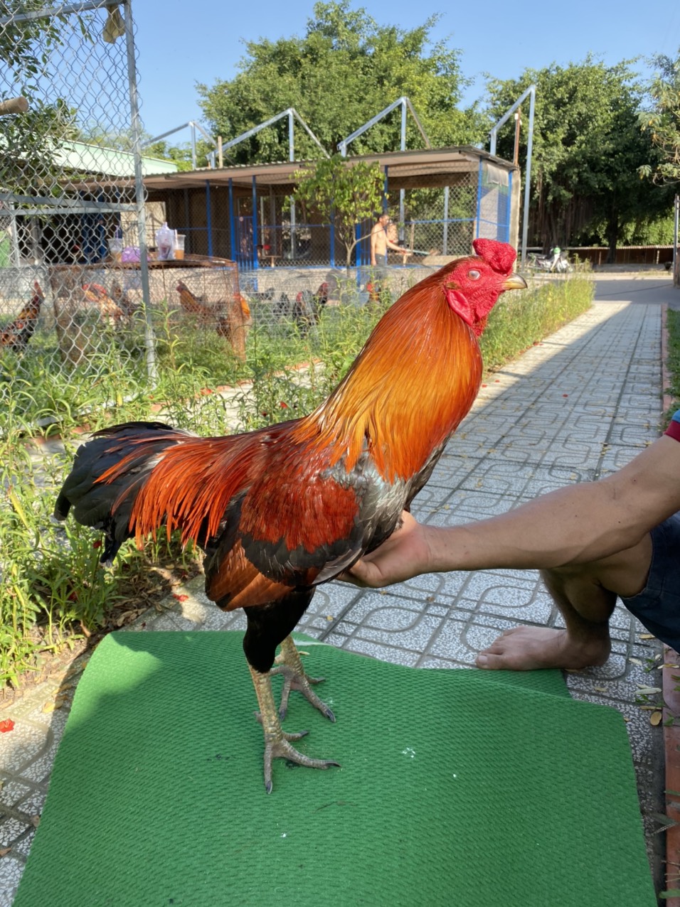ĐẤU TRƯỜNG THOMO 25