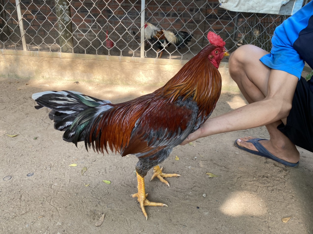 GÀ LÔNG 18
