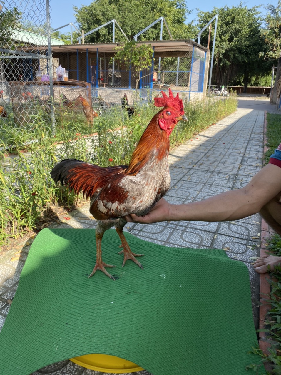 ĐẤU TRƯỜNG THOMO 28