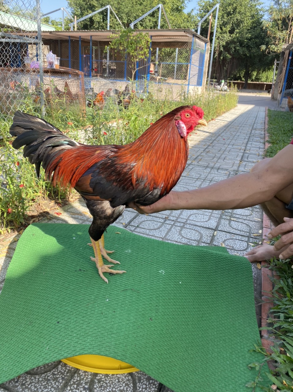 ĐẤU TRƯỜNG THOMO 29