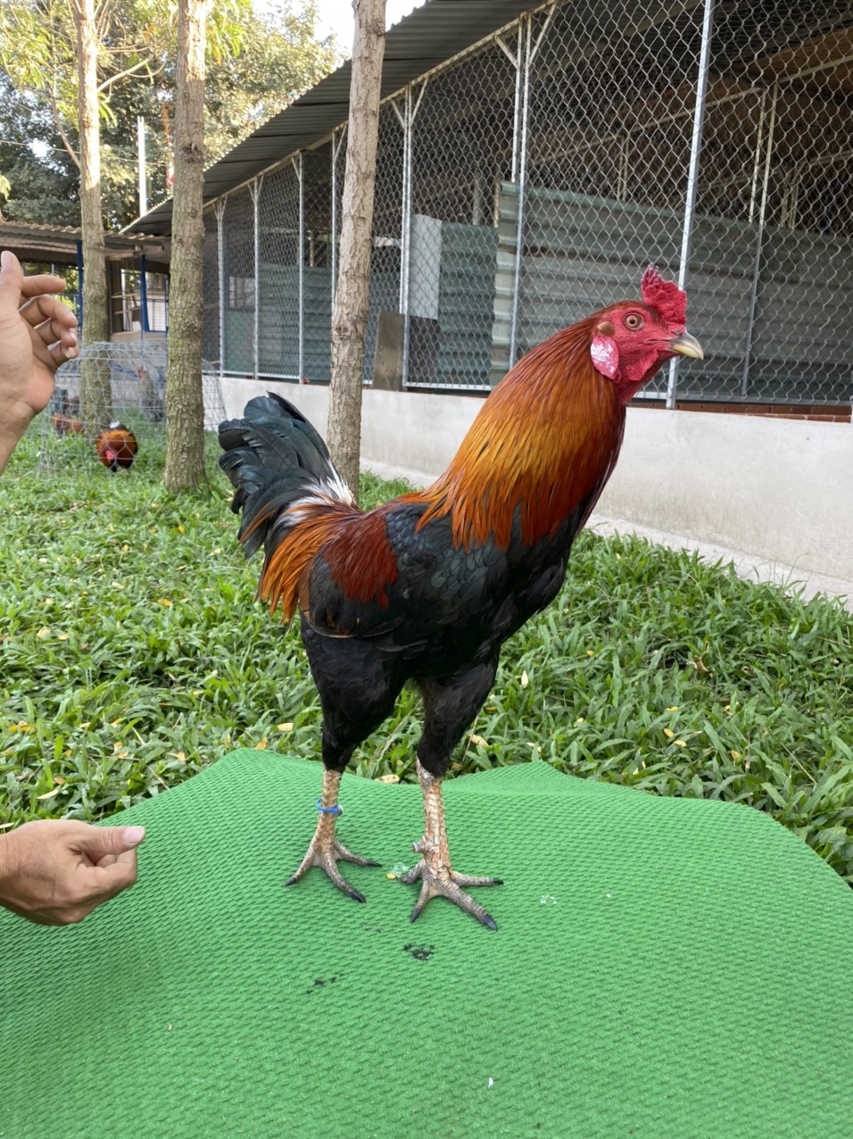 ĐẤU TRƯỜNG THOMO 2