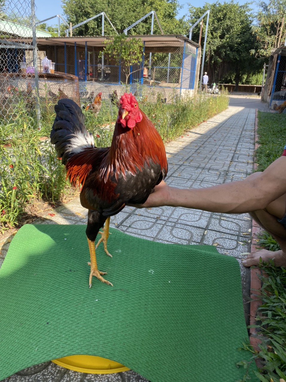 ĐẤU TRƯỜNG THOMO 30