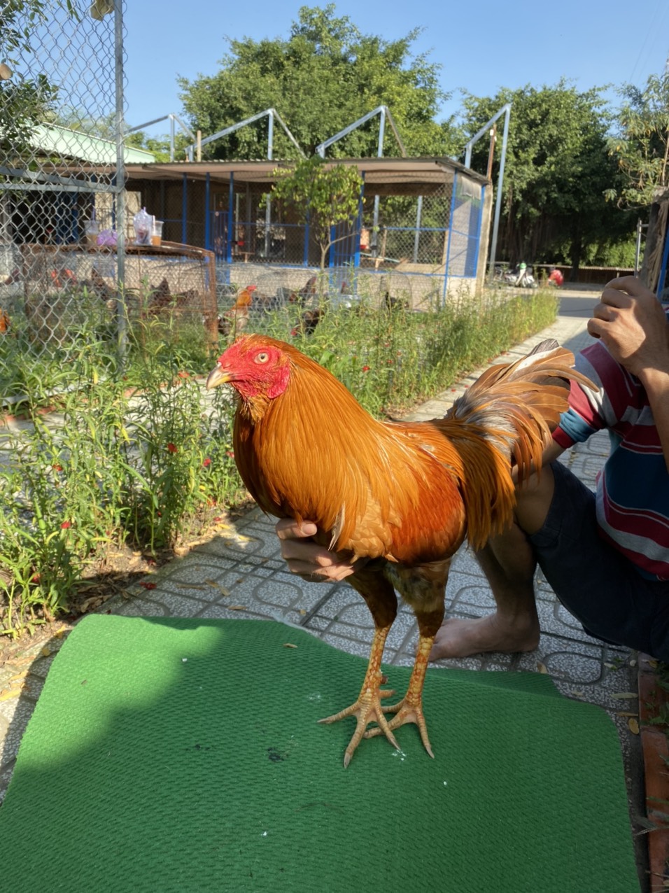 ĐẤU TRƯỜNG THOMO 31