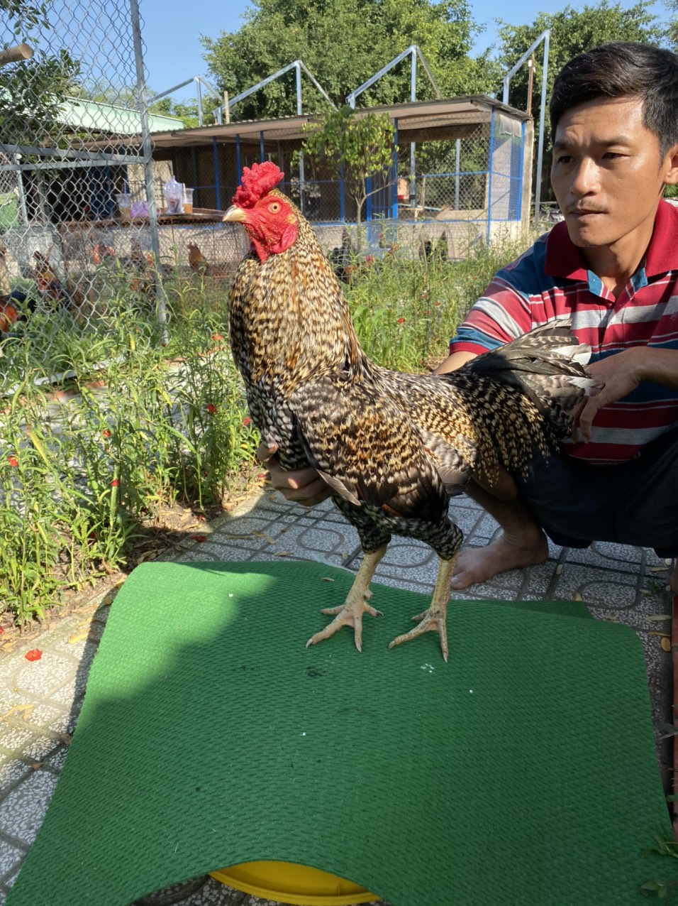ĐẤU TRƯỜNG THOMO 32