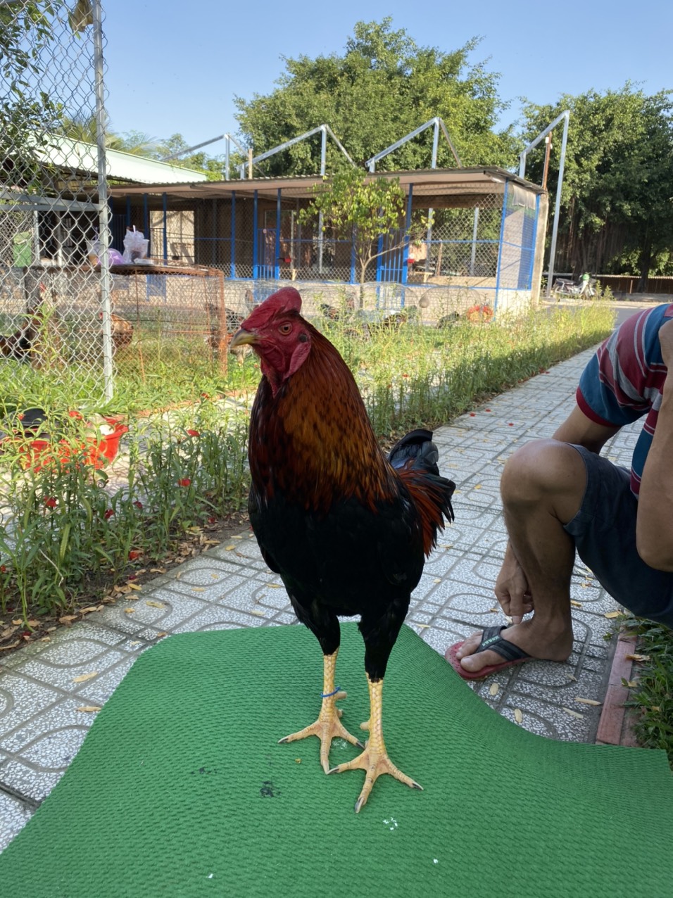 ĐẤU TRƯỜNG THOMO 3