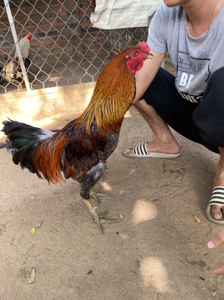 GÀ LÔNG 21