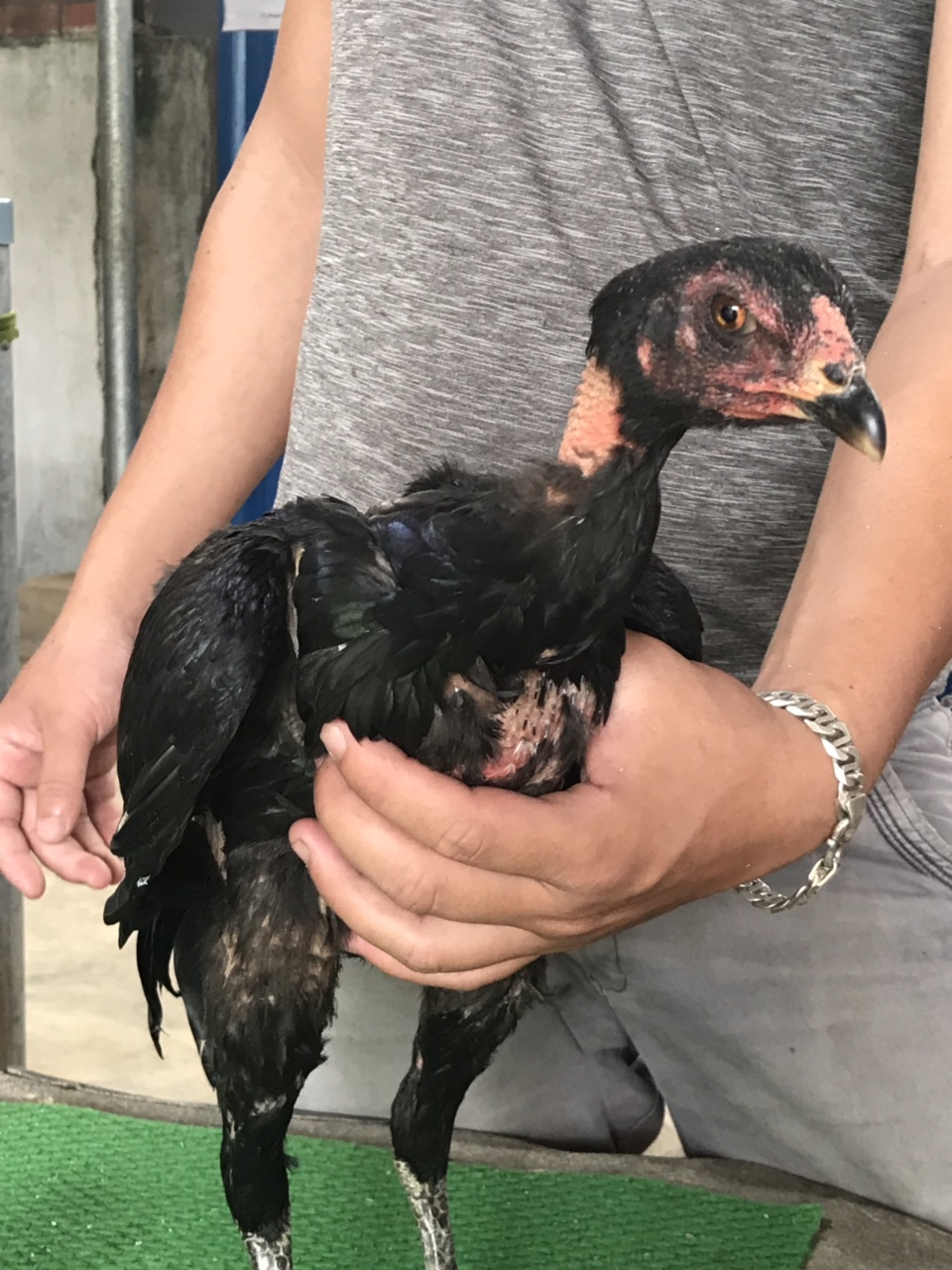 Mã số 18 - Ô chân đen 1.7kg, 2 đai chân trái (Gà đã bán)