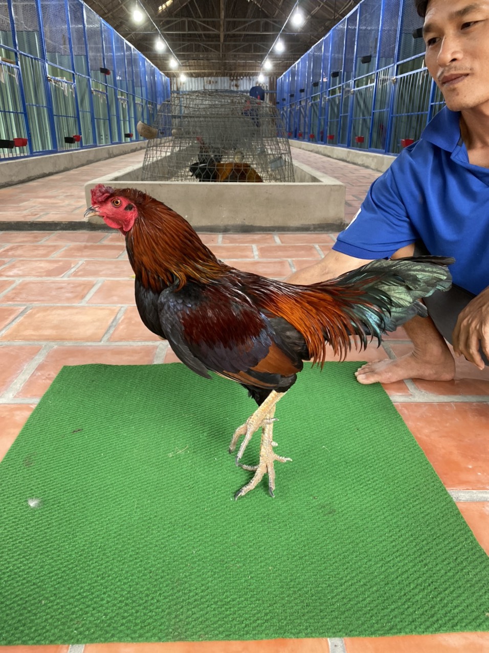 ĐIỀU CHÂN XANH 