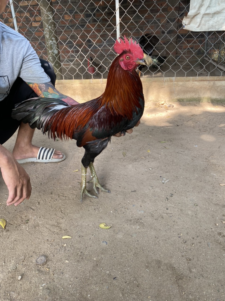 GÀ LÔNG 04