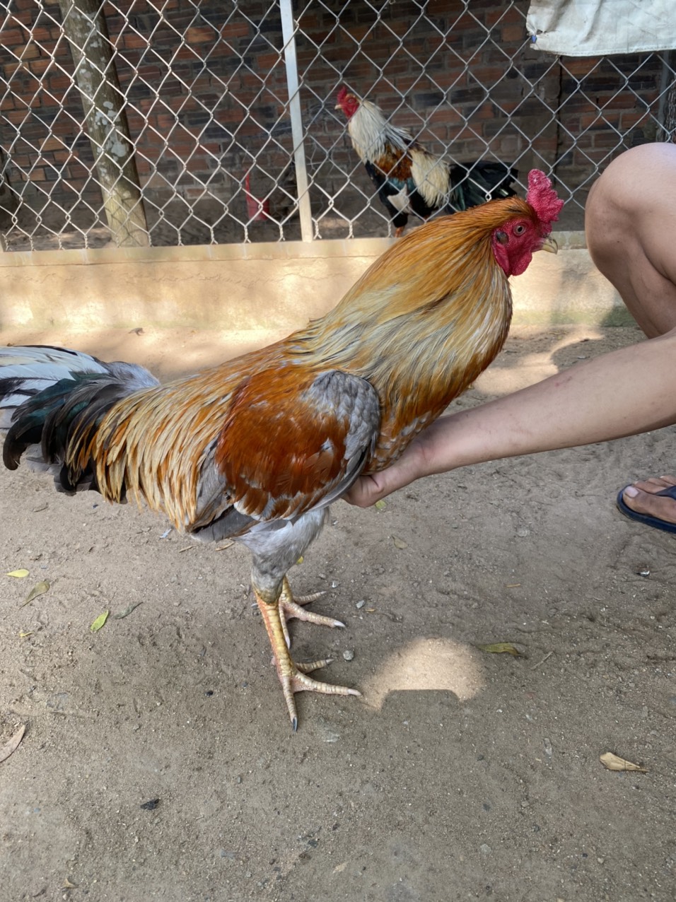 GÀ LÔNG 22
