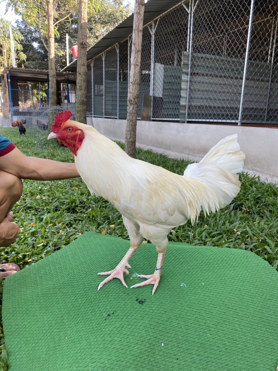 ĐẤU TRƯỜNG THOMO 4