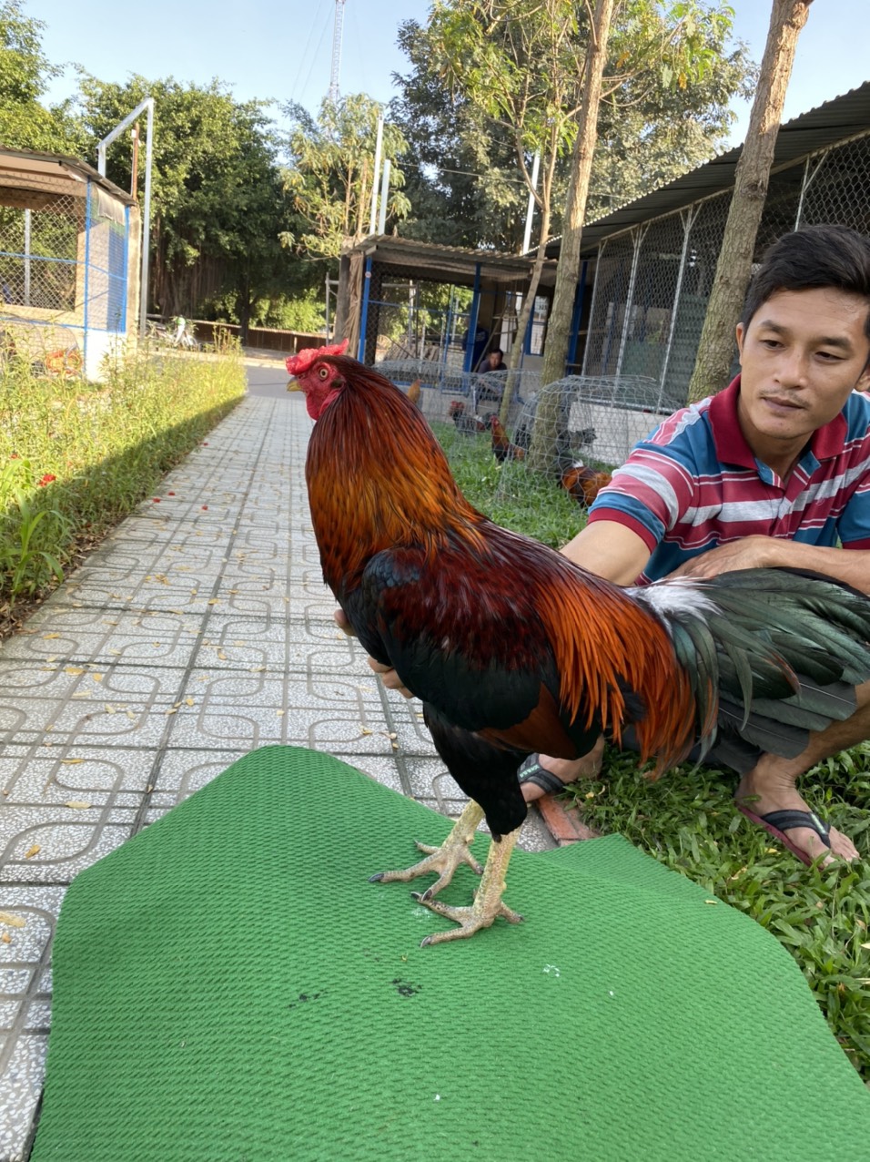 ĐẤU TRƯỜNG THOMO 5