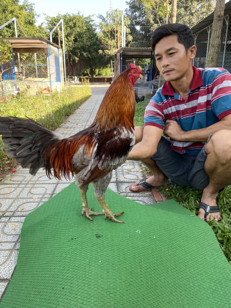 ĐẤU TRƯỜNG THOMO 6