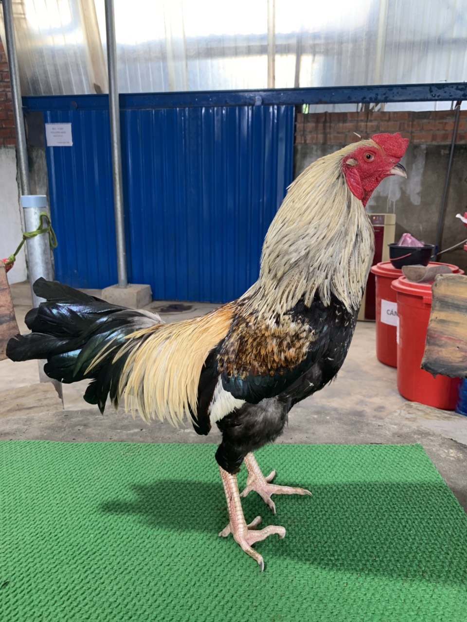 CHUỐI TIGER 2*, 3KG