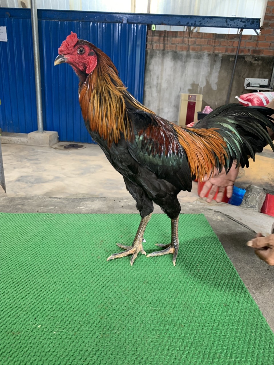 QUE NGHỆ HÁNG ĐẤU THOMO