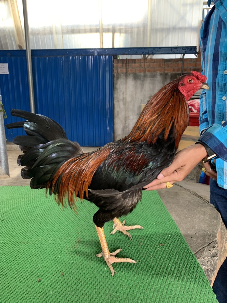 QUE MÀN TRÍCH 2.7KG HÀNG ĐẤU THOMO