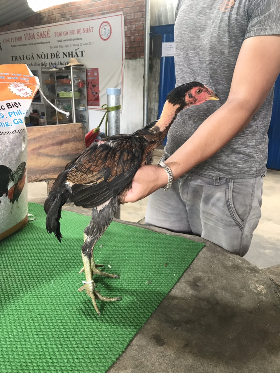 Mã số 11 - Ó chân xanh vuông 1.5kg, 1 đai chân phải (Gà đã bán)