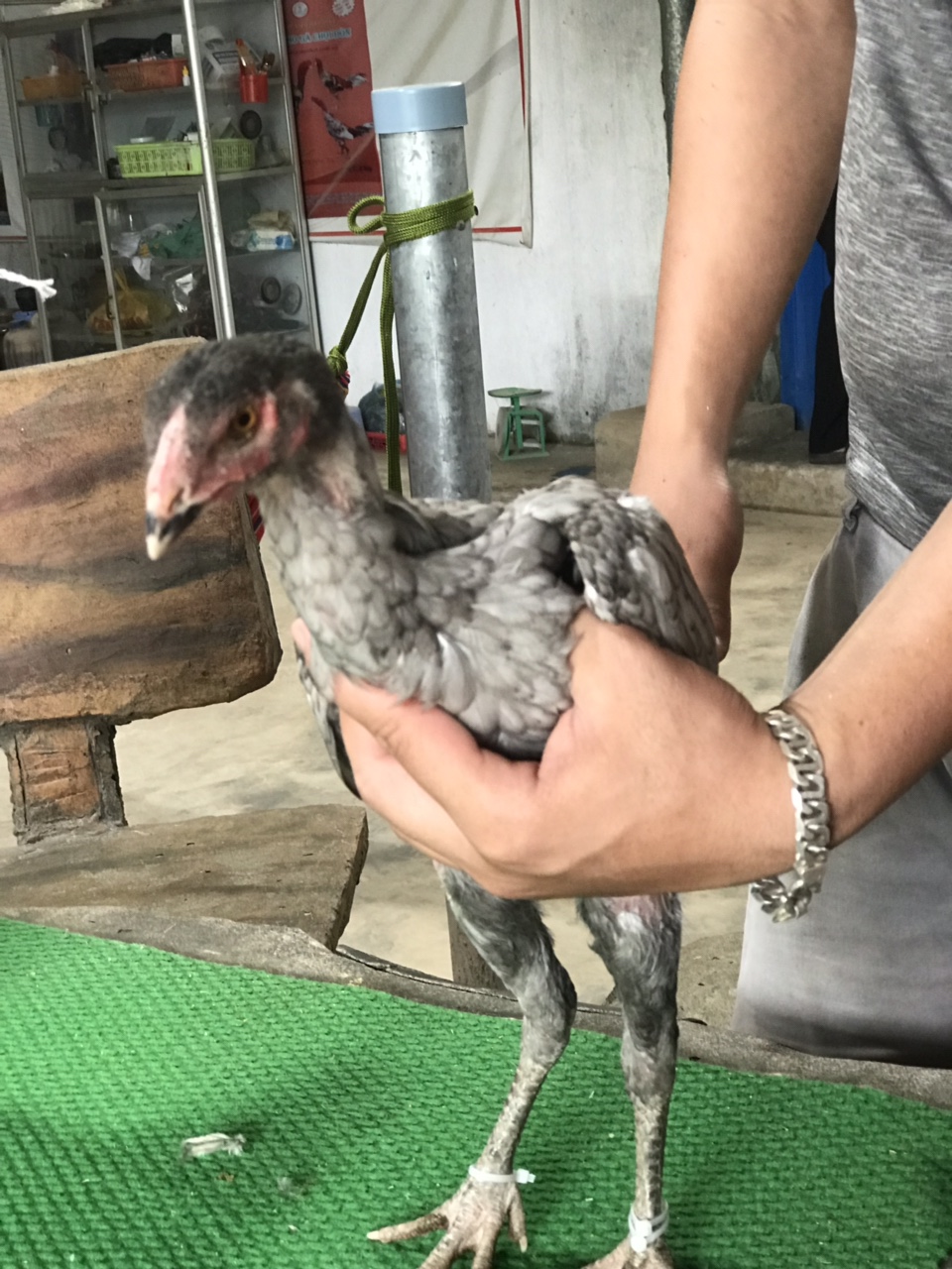 Mã số 6 - Xám tro chân vuông 1.2kg, 3 đai, 2 trái - 1 phải (Gà đã bán)