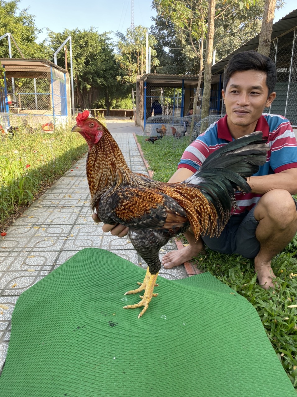 ĐẤU TRƯỜNG THOMO 7
