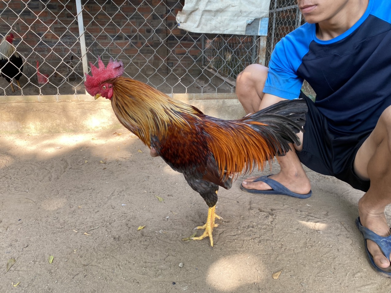 GÀ LÔNG 16