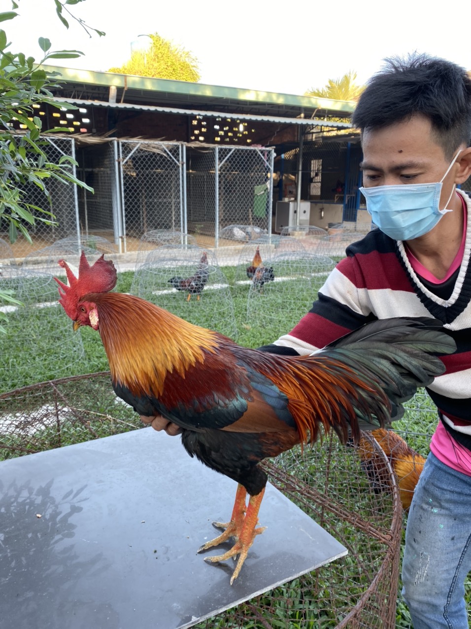ĐIỀU XANH LÁ