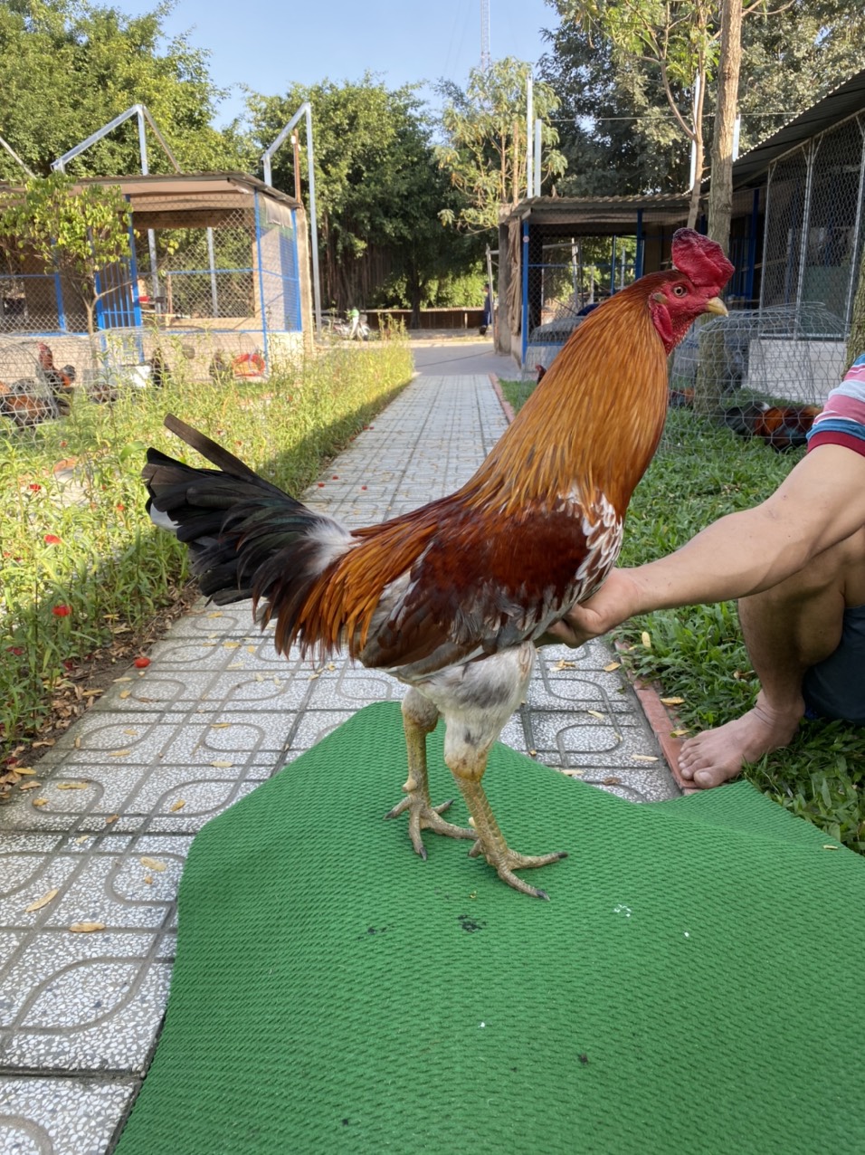 ĐẤU TRƯỜNG THOMO 8