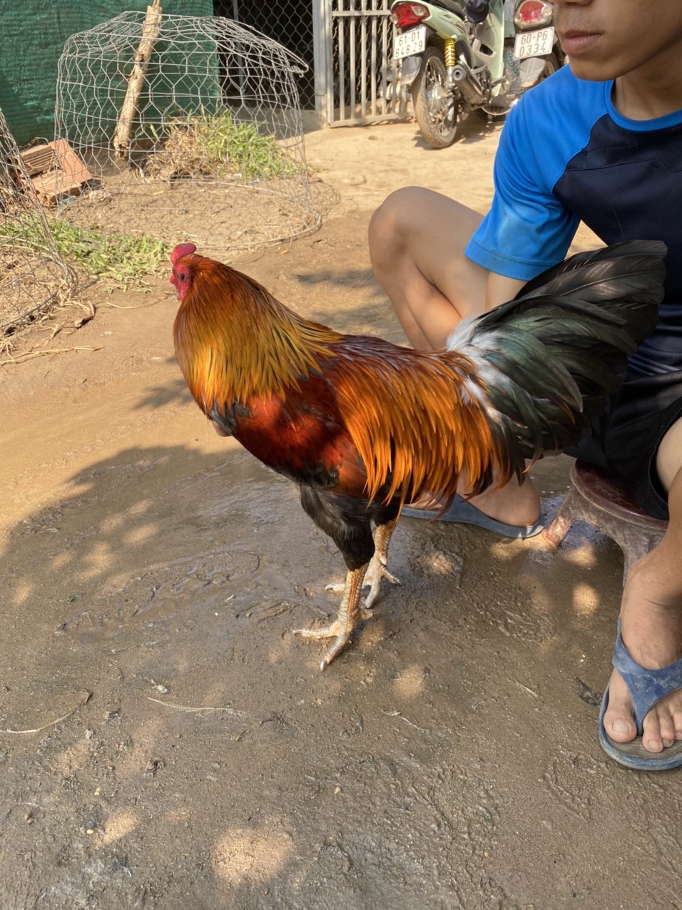 GÀ LÔNG 03